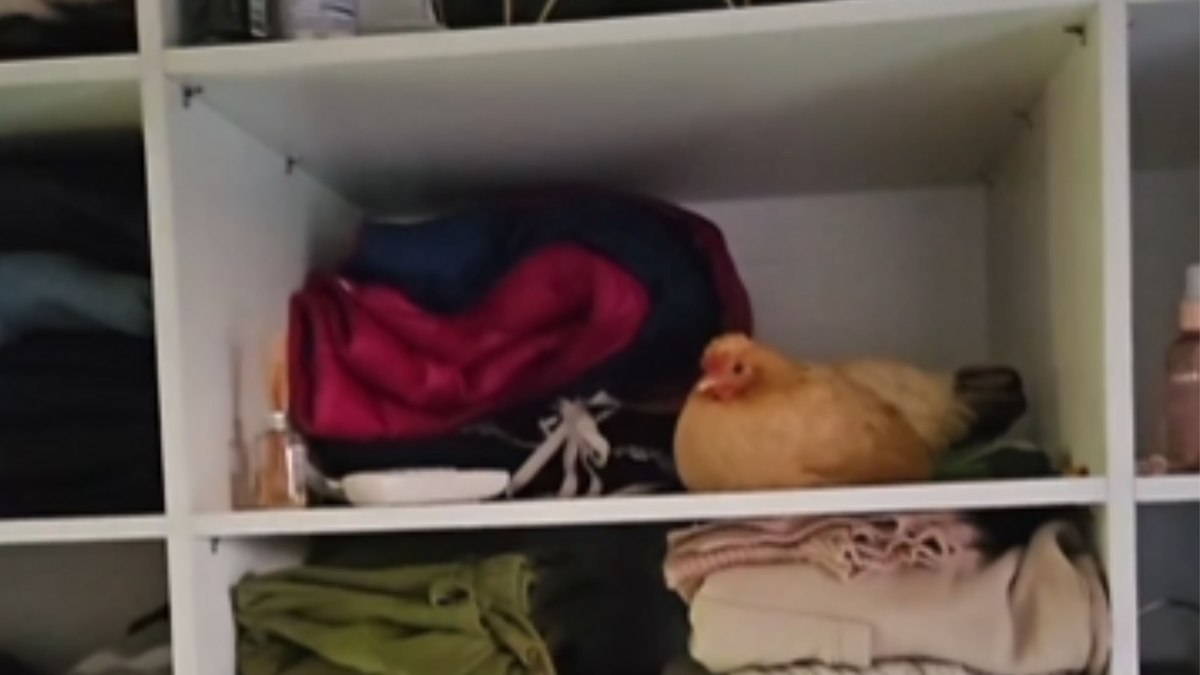 Galinha Dona Branca Maria dentro de guarda-roupa
