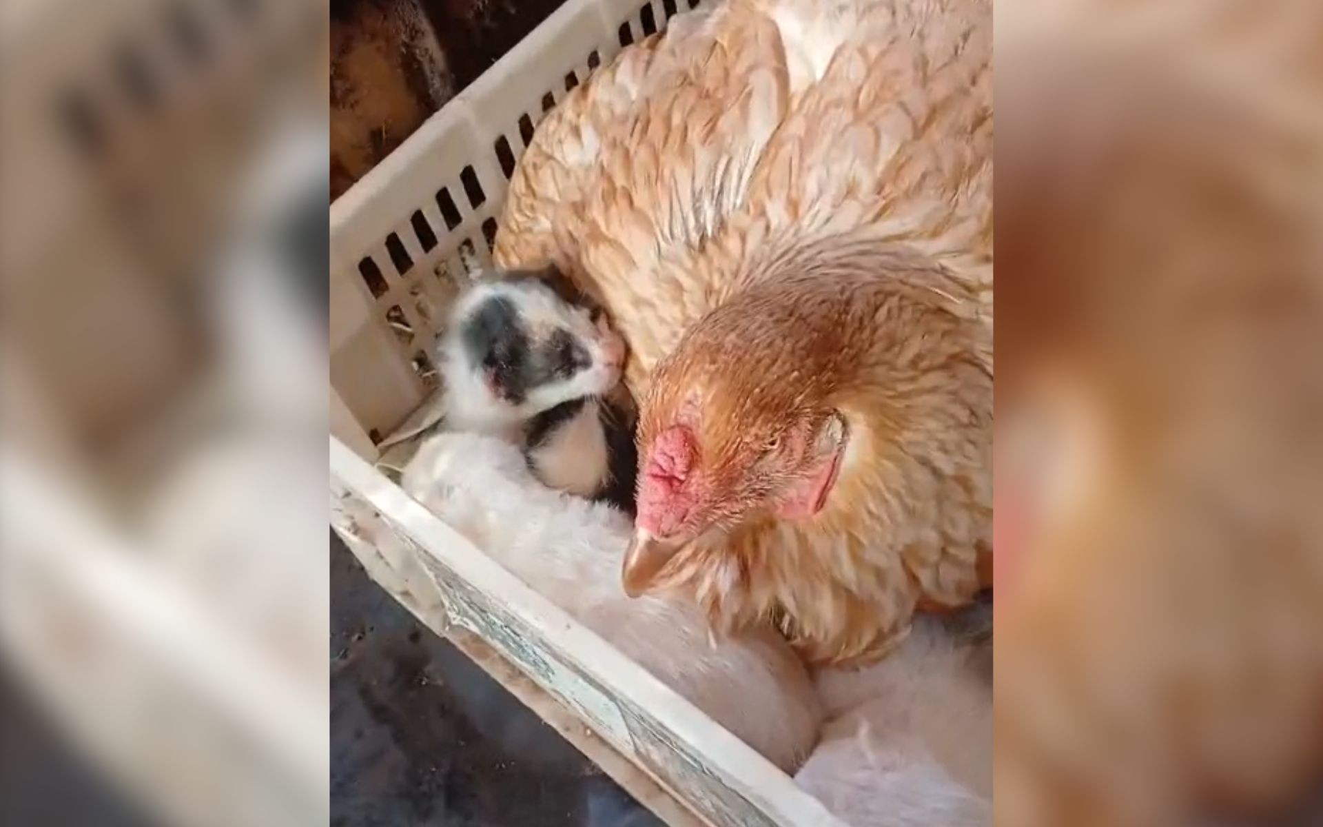 Galinha com filhotes de gato em galinheiro