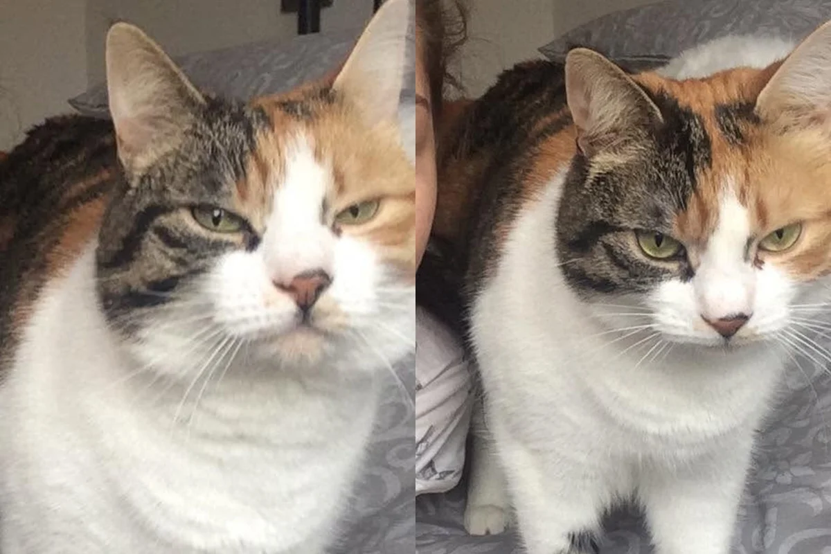 Gata Charlie, que voltou para a família após dez anos desaparecida