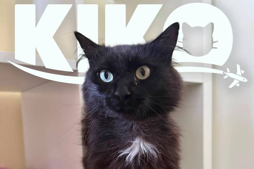 Gato doméstico