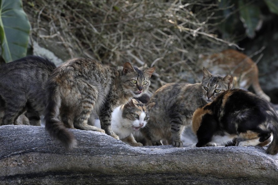 Gato doméstico em área externa