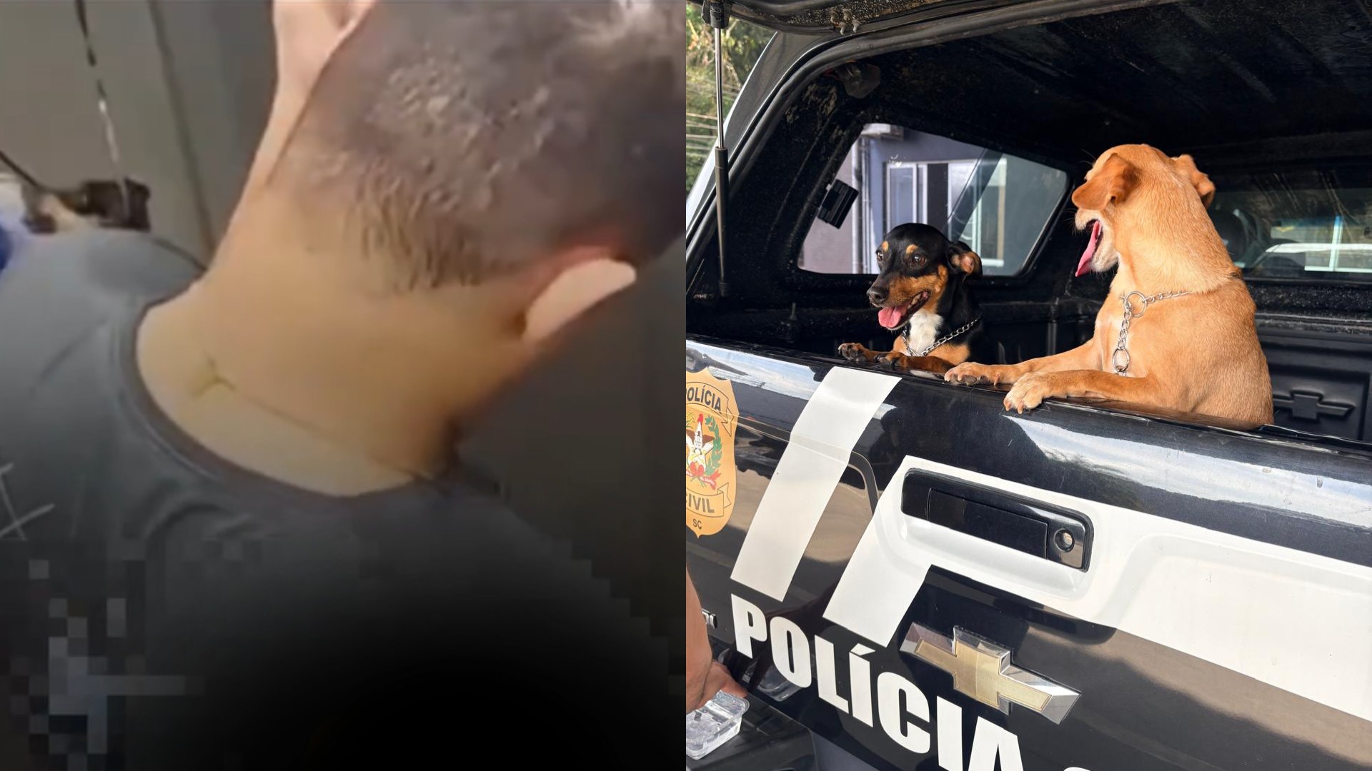 Cadelas resgatadas pela Polícia Civil após denúncia de maus-tratos em Blumenau