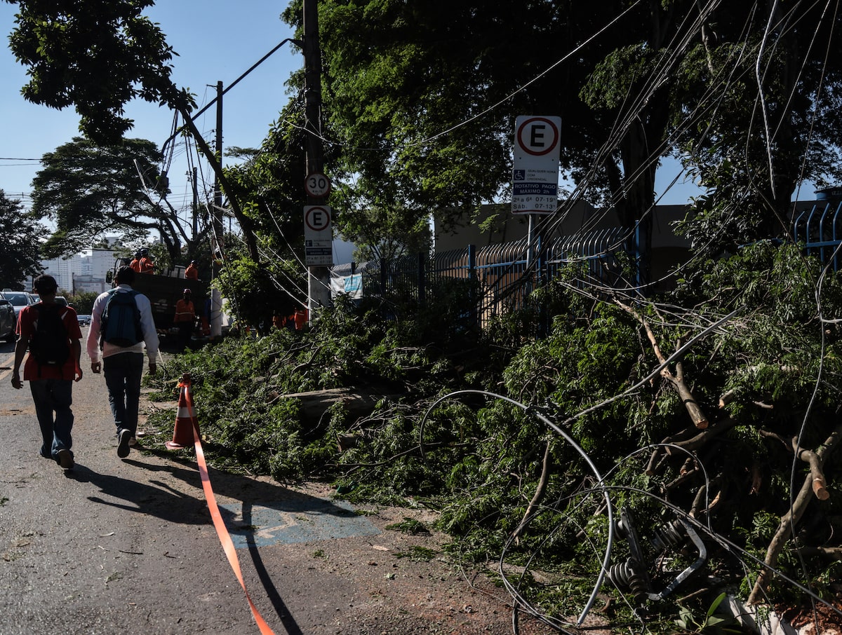 Árvores sob ventos fortes em São Paulo