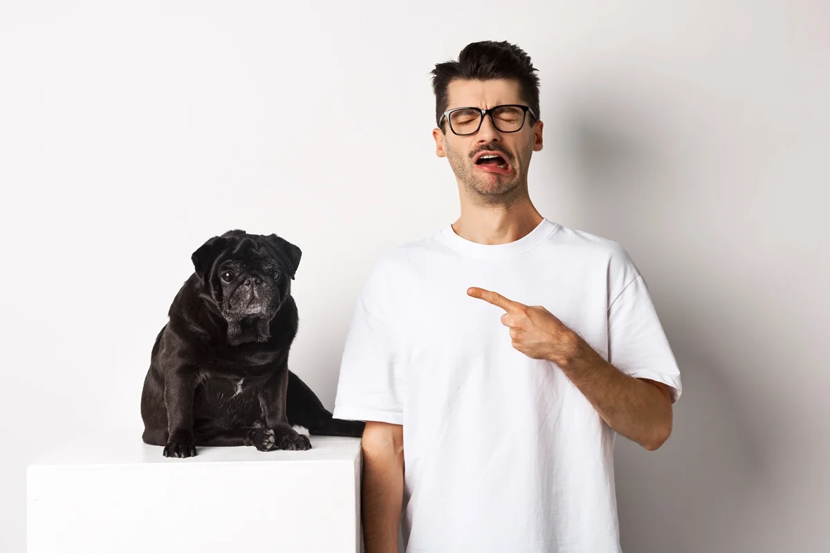 Cão e gato em ambiente doméstico