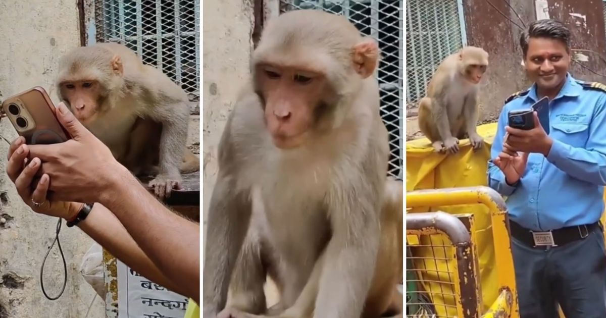 Macaco-rhesus sentado diante de um smartphone