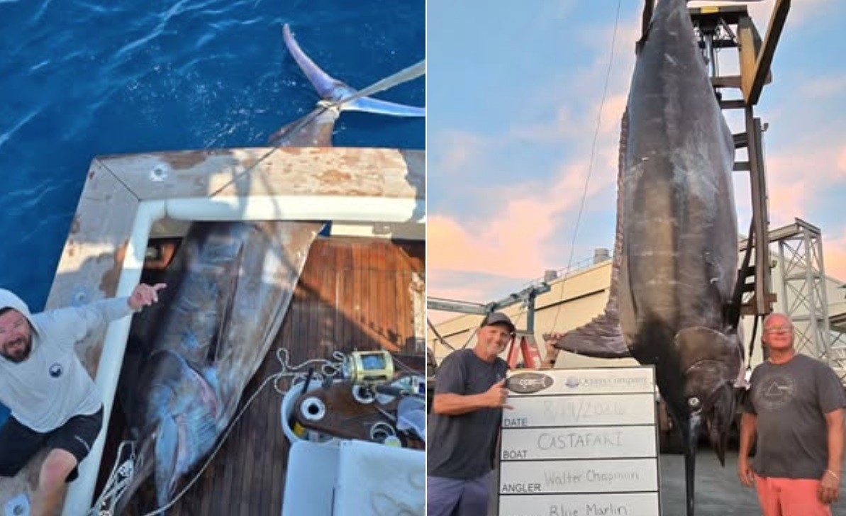 Marlim de 544 quilos capturado por pescadores em Massachusetts