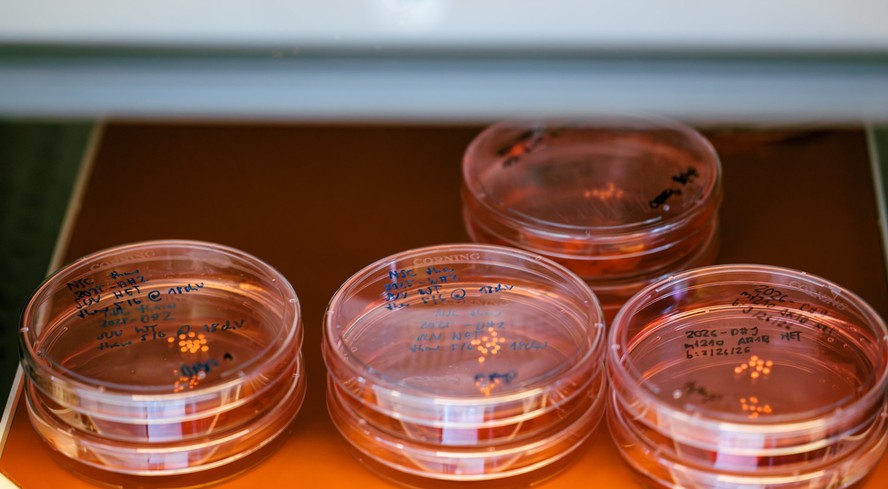 Placas de Petri com culturas de organoides em laboratório
