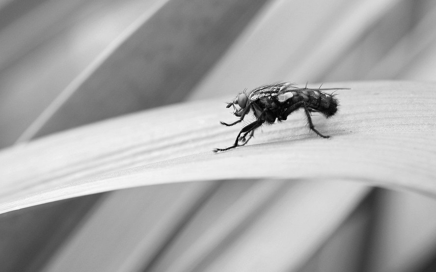 Mosca sobre uma superfície