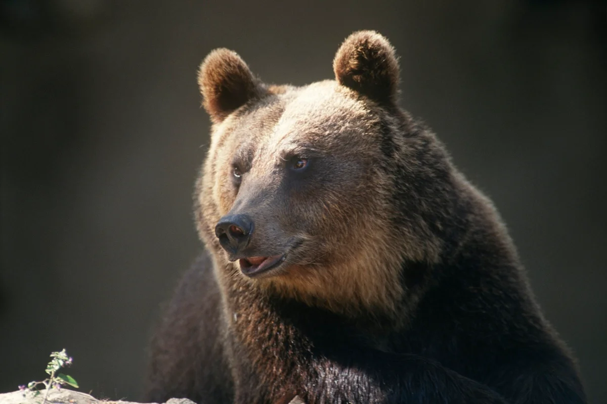 Urso-pardo