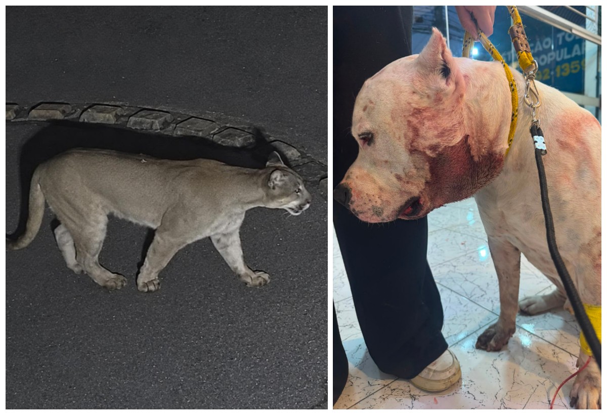 Onça-parda e o pitbull Ragnar
