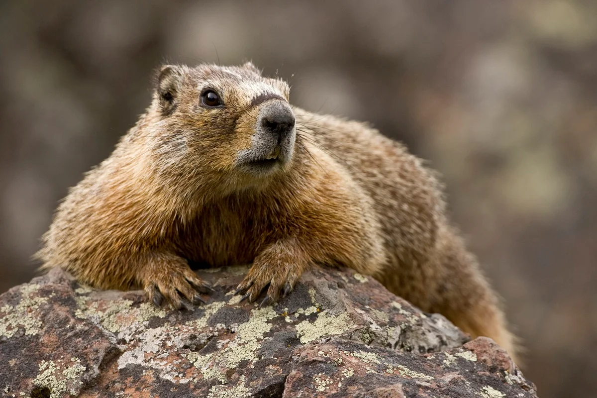 Marmota-de-barriga-amarela sobre rochas