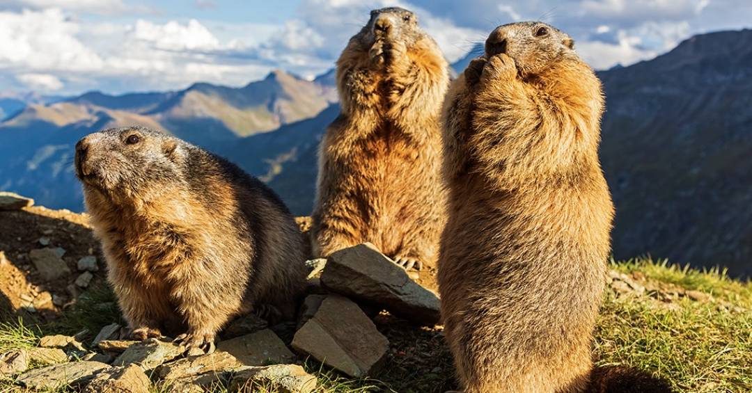 Marmota-de-barriga-amarela em área rochosa