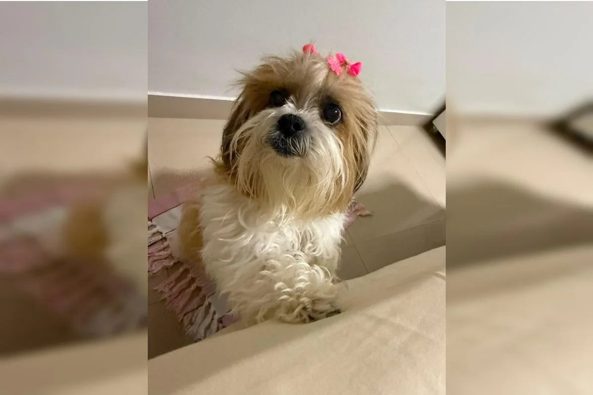 Vidinha, cadela shih tzu de 18 anos