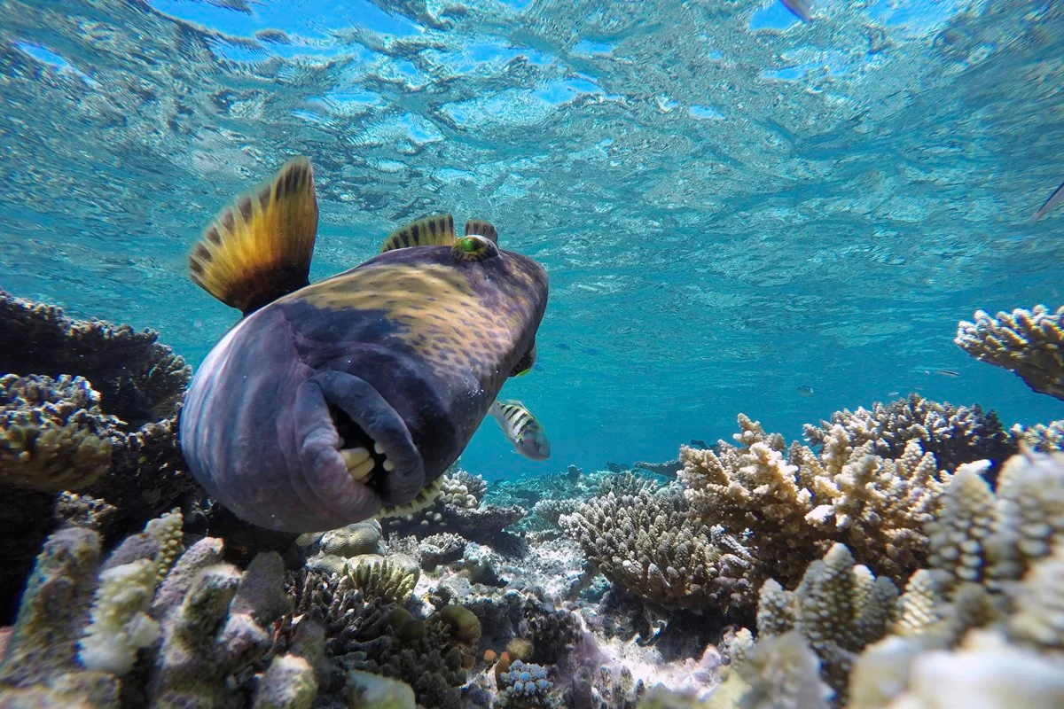 Peixe-porco-titã em recife de coral