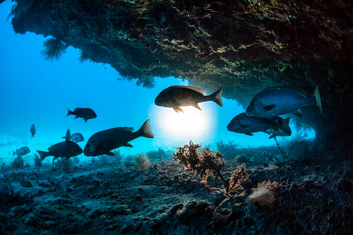 Peixe nadando no mar