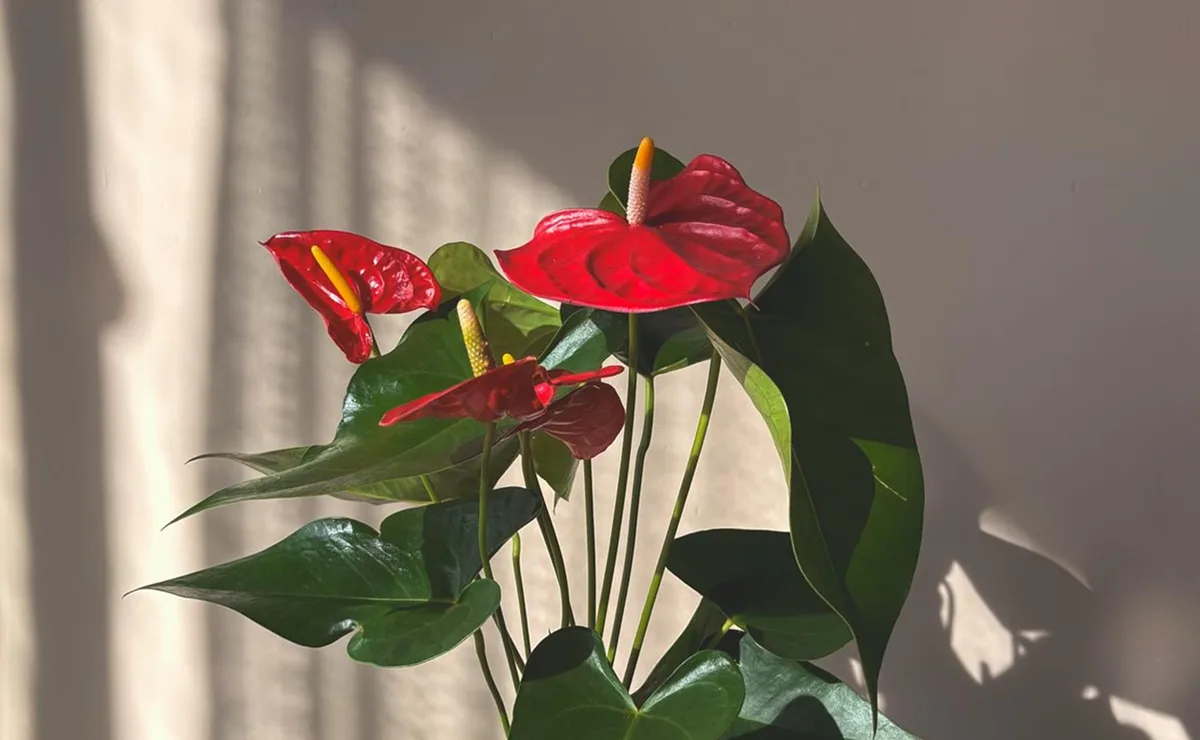Comigo-ninguém-pode cultivada em vaso