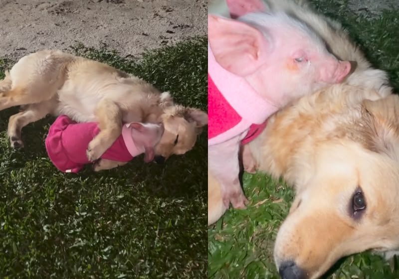 Porquinha Peppa dorme abraçada à golden retriever Mel