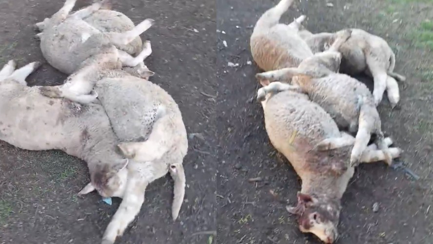 Ovelhas mortas após ataque de pumas em propriedade rural na Argentina