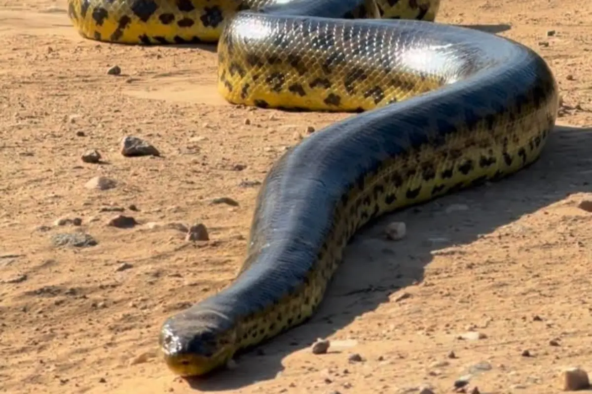 Sucuri-amarela de grande porte no Pantanal