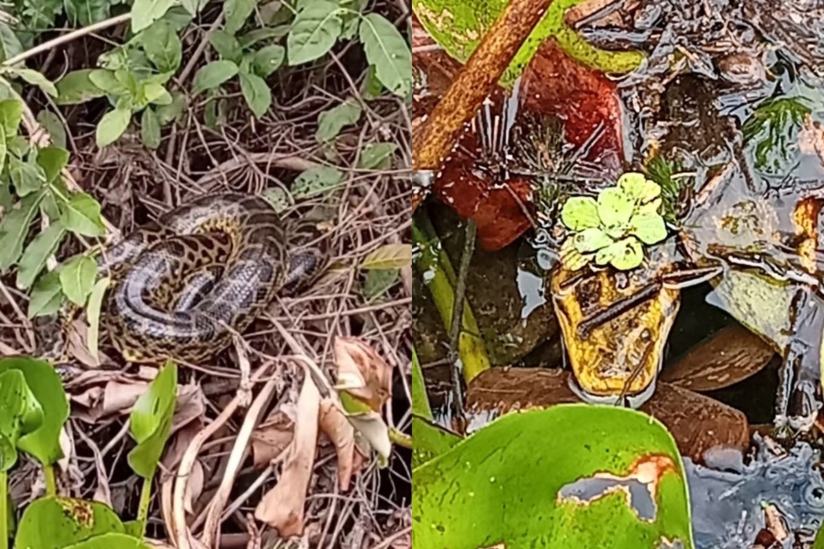 Sucuri-amarela escondida entre aguapés no Rio Salobra