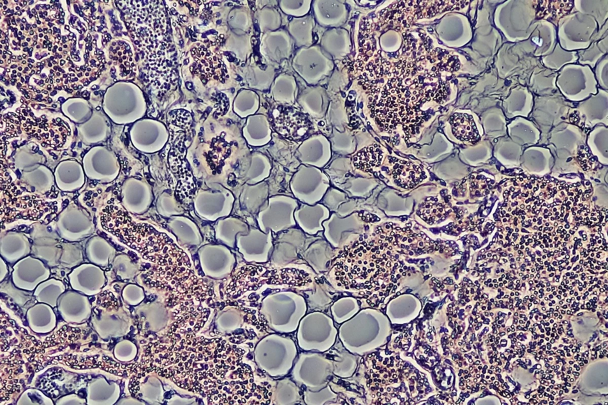 Pesquisa científica sobre metabolismo e perda de peso
