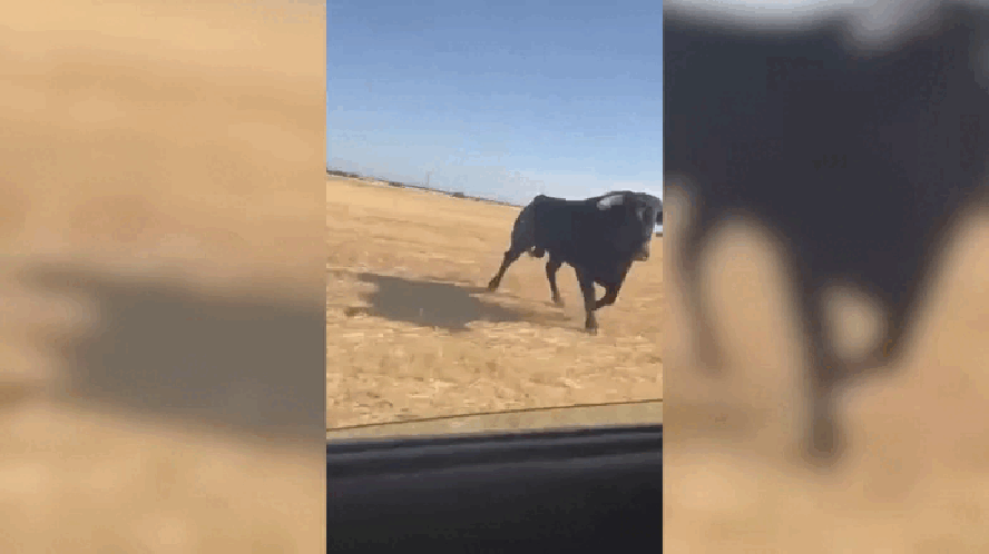 Touro ao lado de carro durante festival em Iriépal, na Espanha