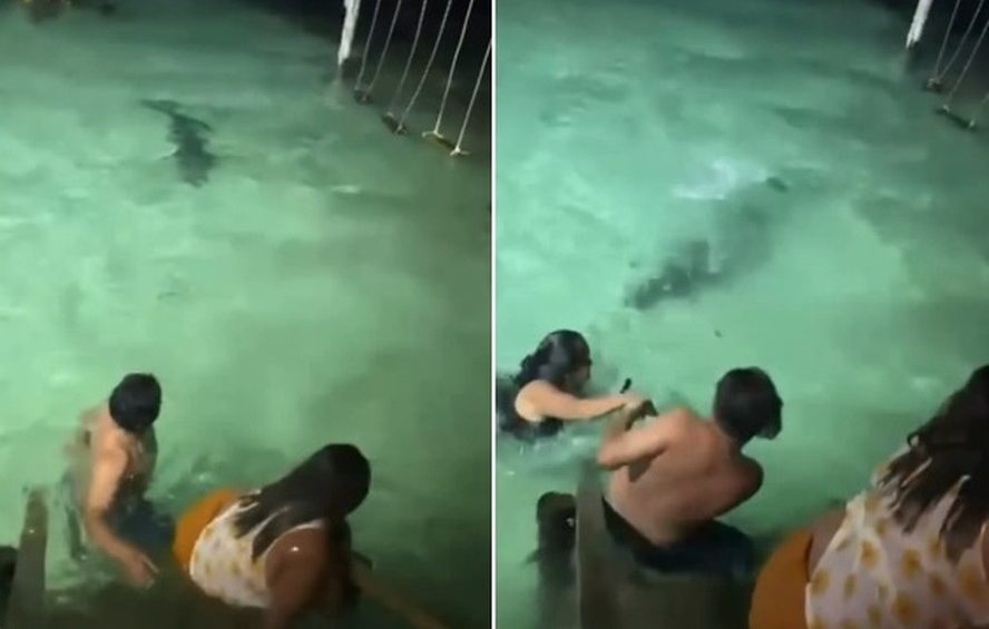 Crocodilo nada perto de turistas no mar em Belize