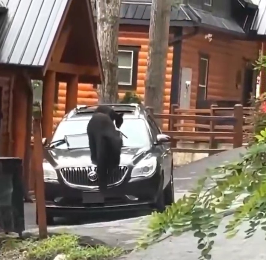Ursa sobre carro estacionado em Gatlinburg, no Tennessee