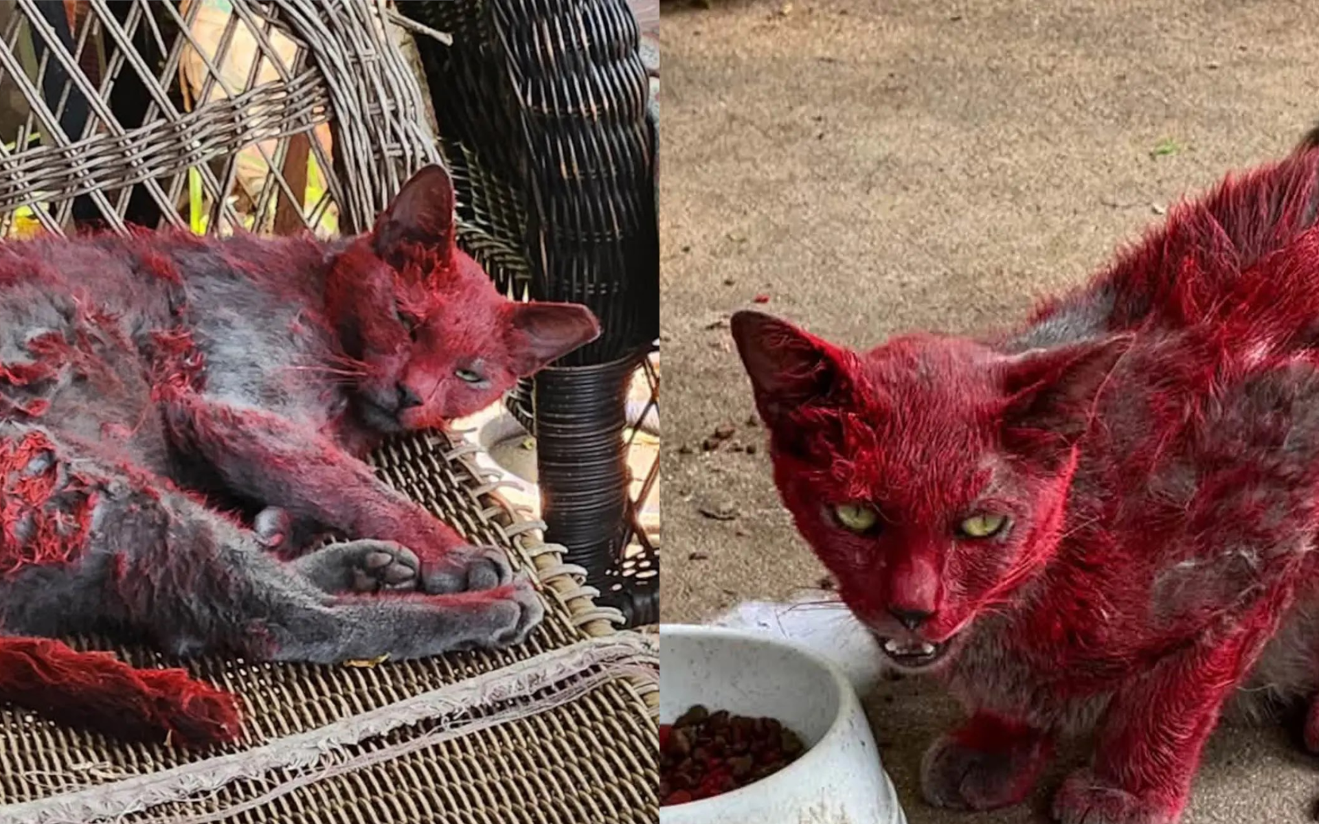 gata vermelho