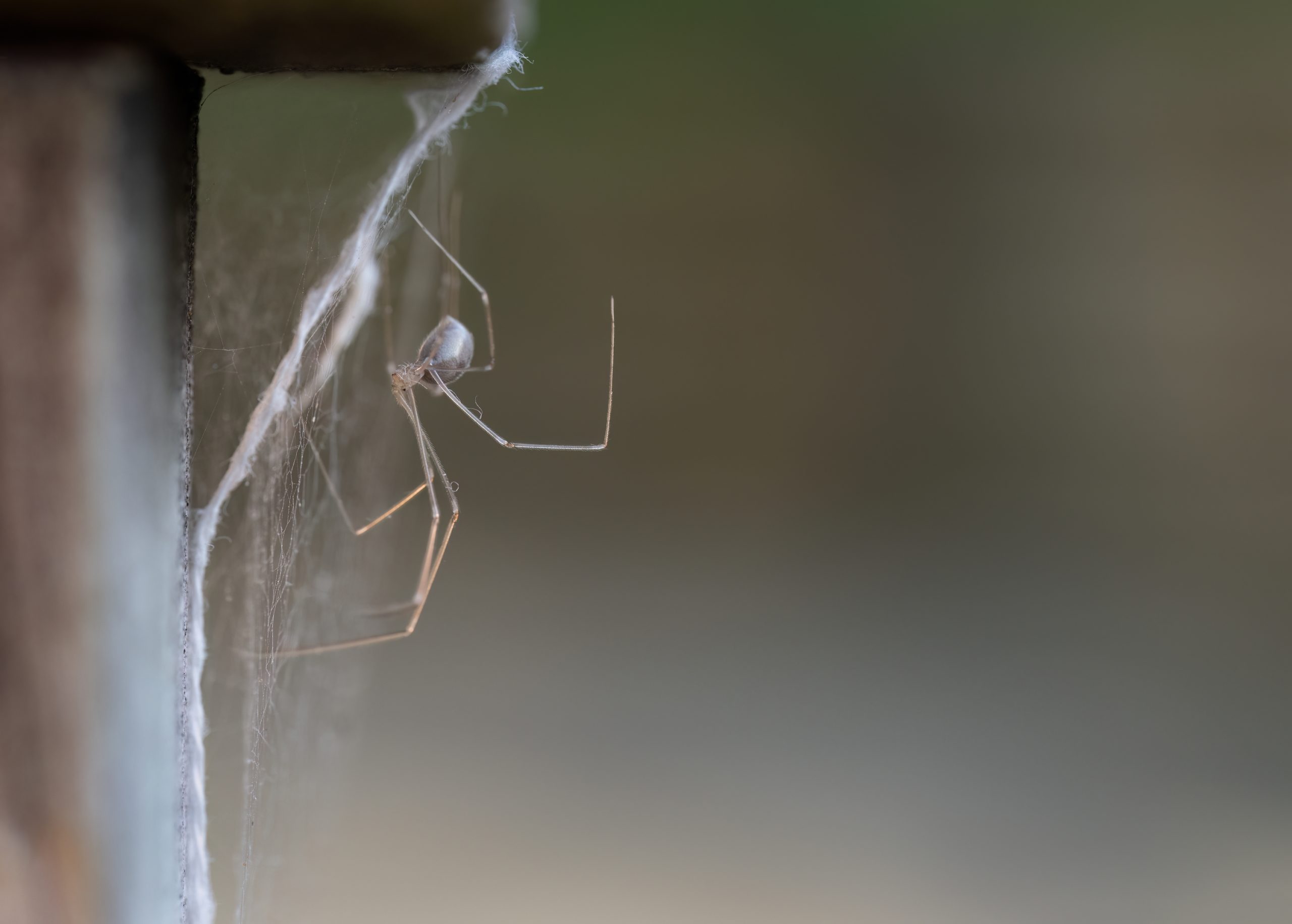 aranha