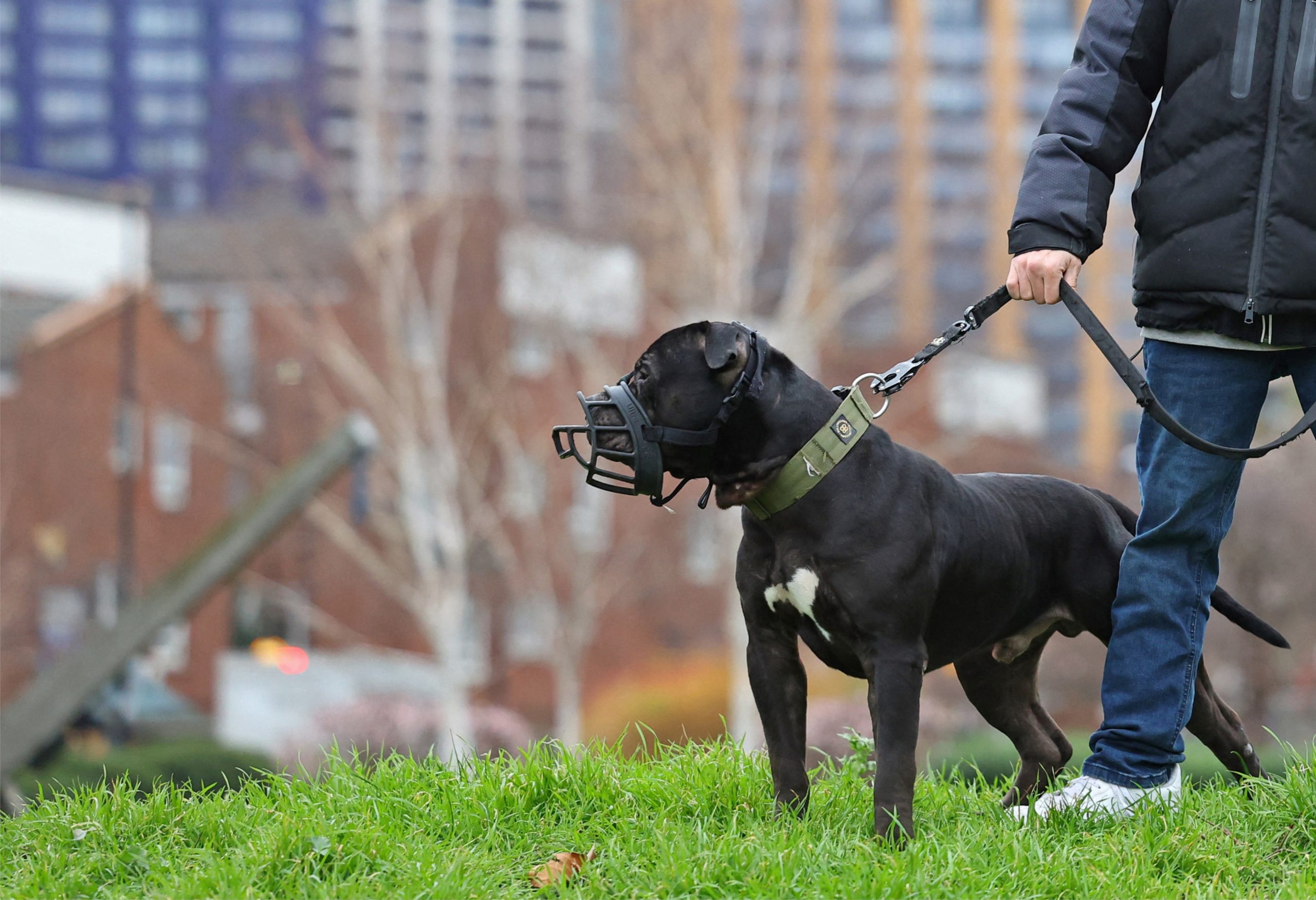 Pitbull