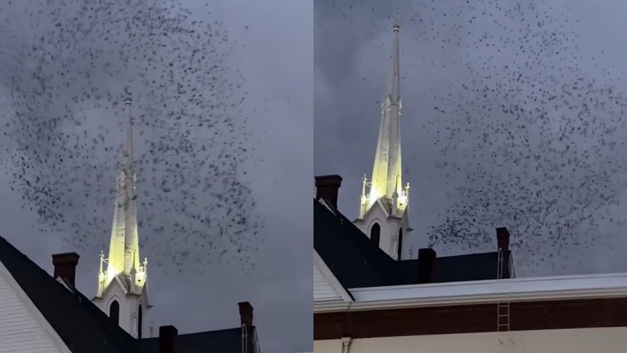 Andorinhões-de-vaux voam em círculo sobre igreja em Salem