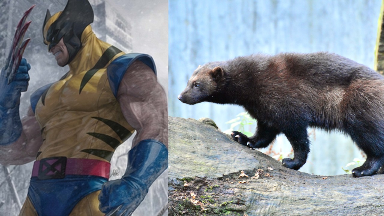 Carcaju e ilustração do personagem Wolverine