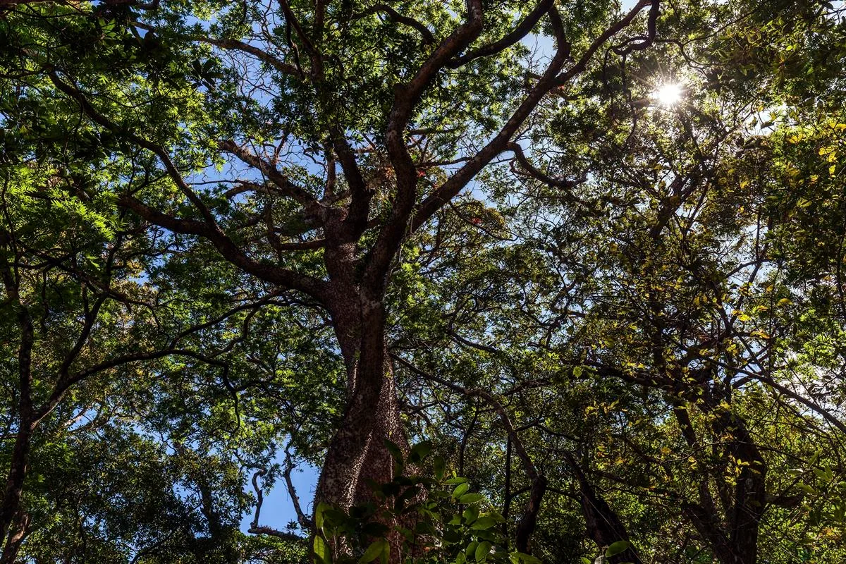 Assacu, árvore amazônica conhecida como árvore-dinamite