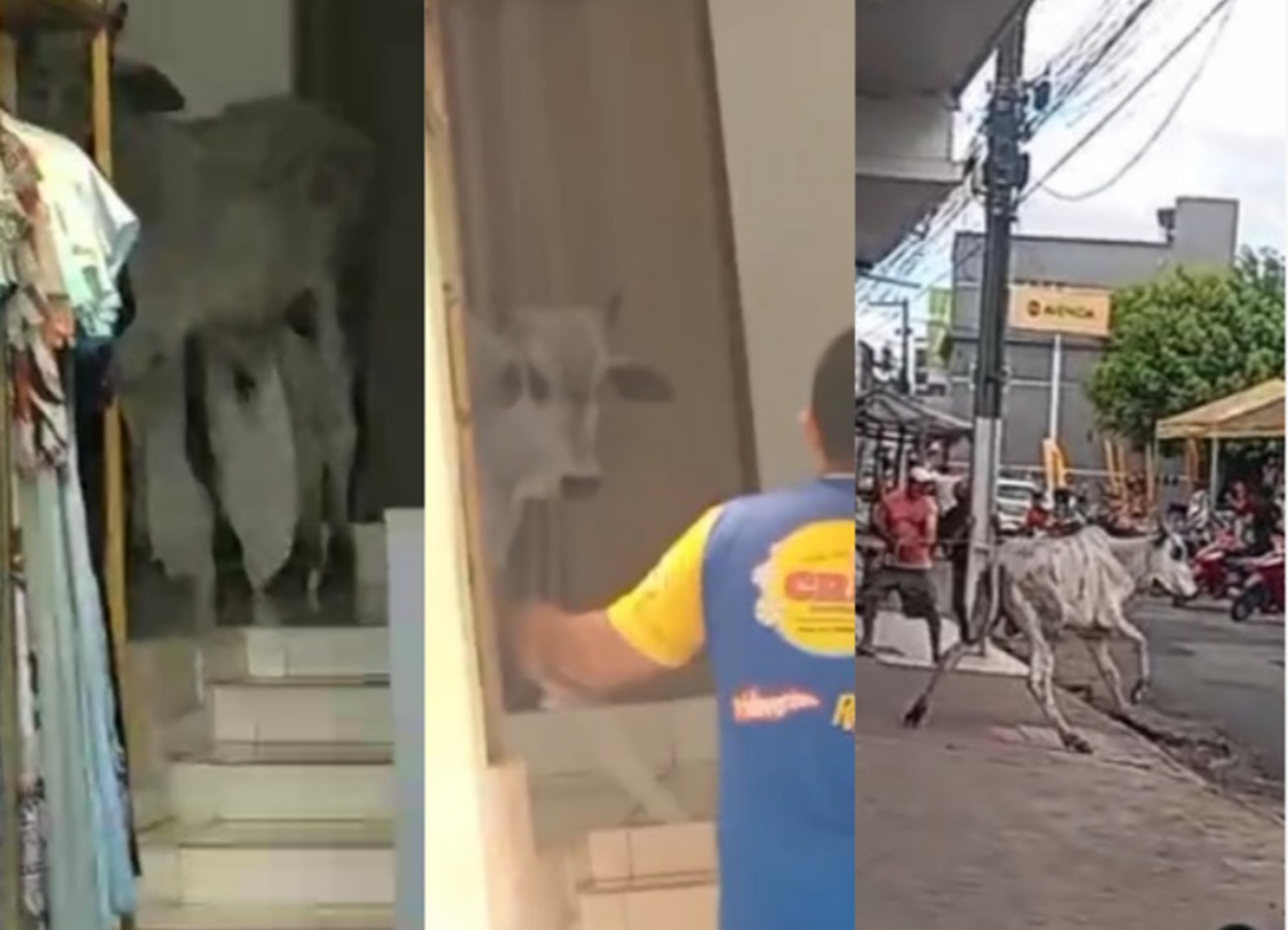 Boi dentro de loja de roupas em Timbaúba