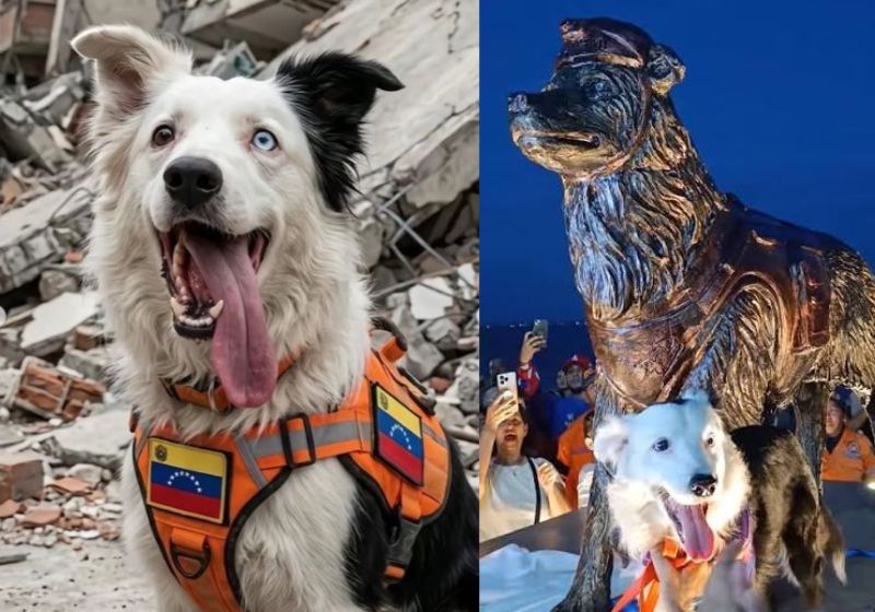 Cão Tsunami ao lado de estátua em sua homenagem em Maracaibo