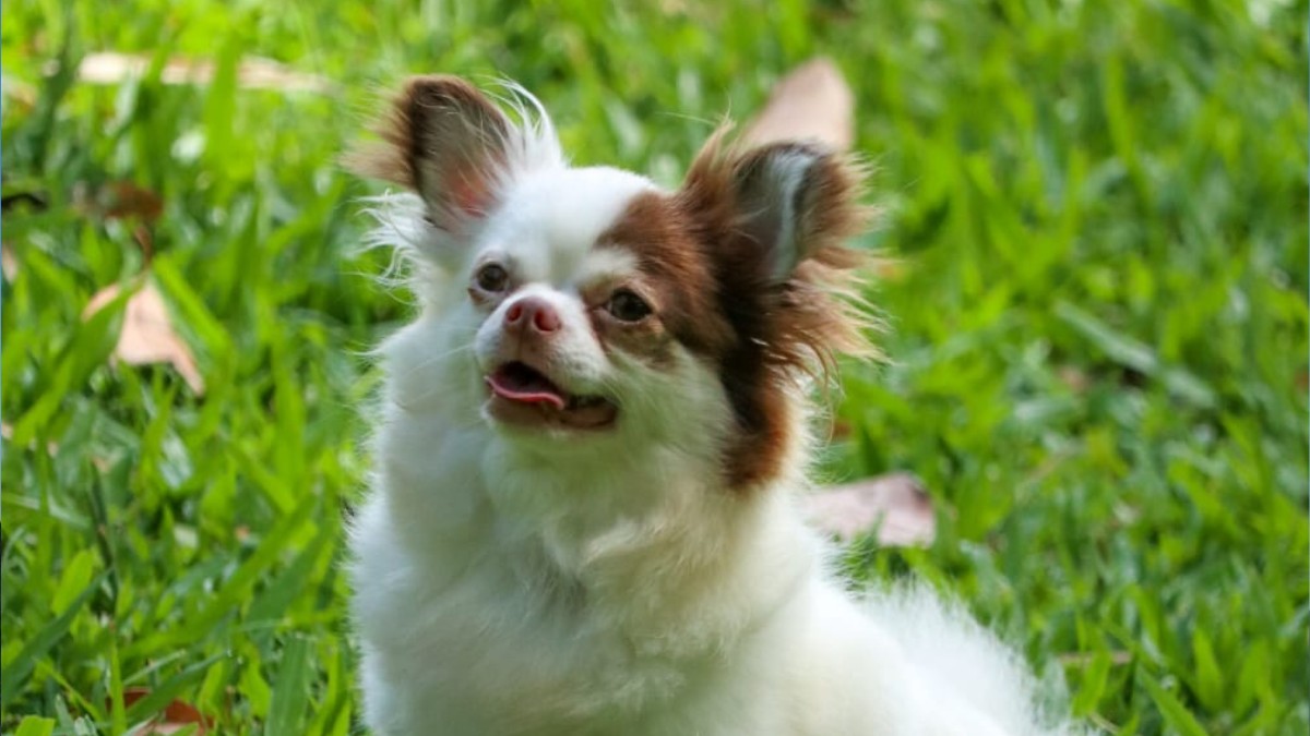 Chihuahua
