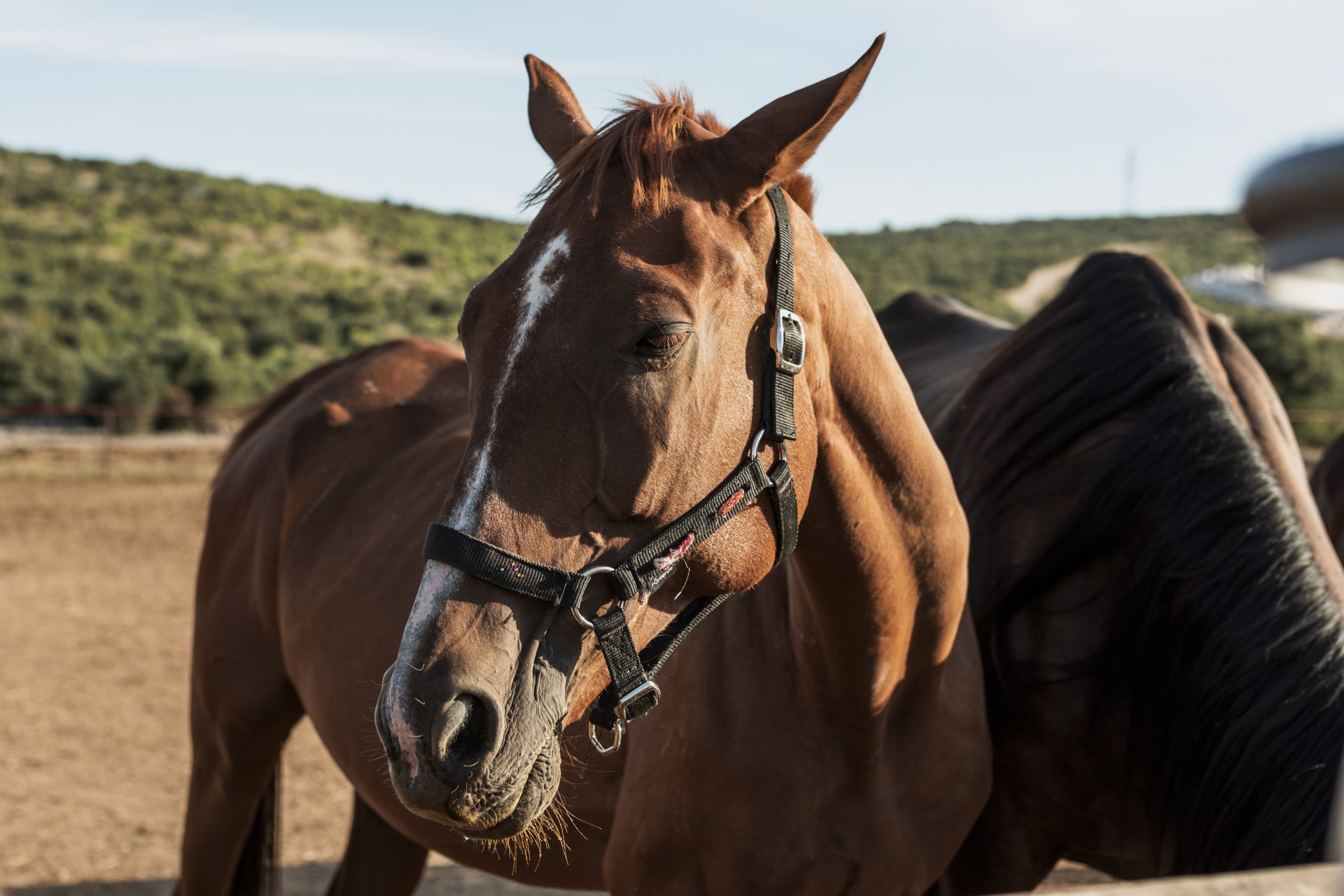 Cavalo de corrida