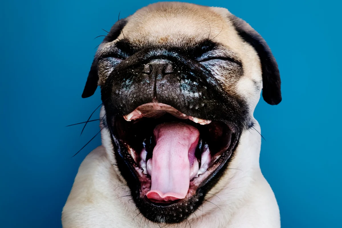 Cão de estimação em ambiente doméstico