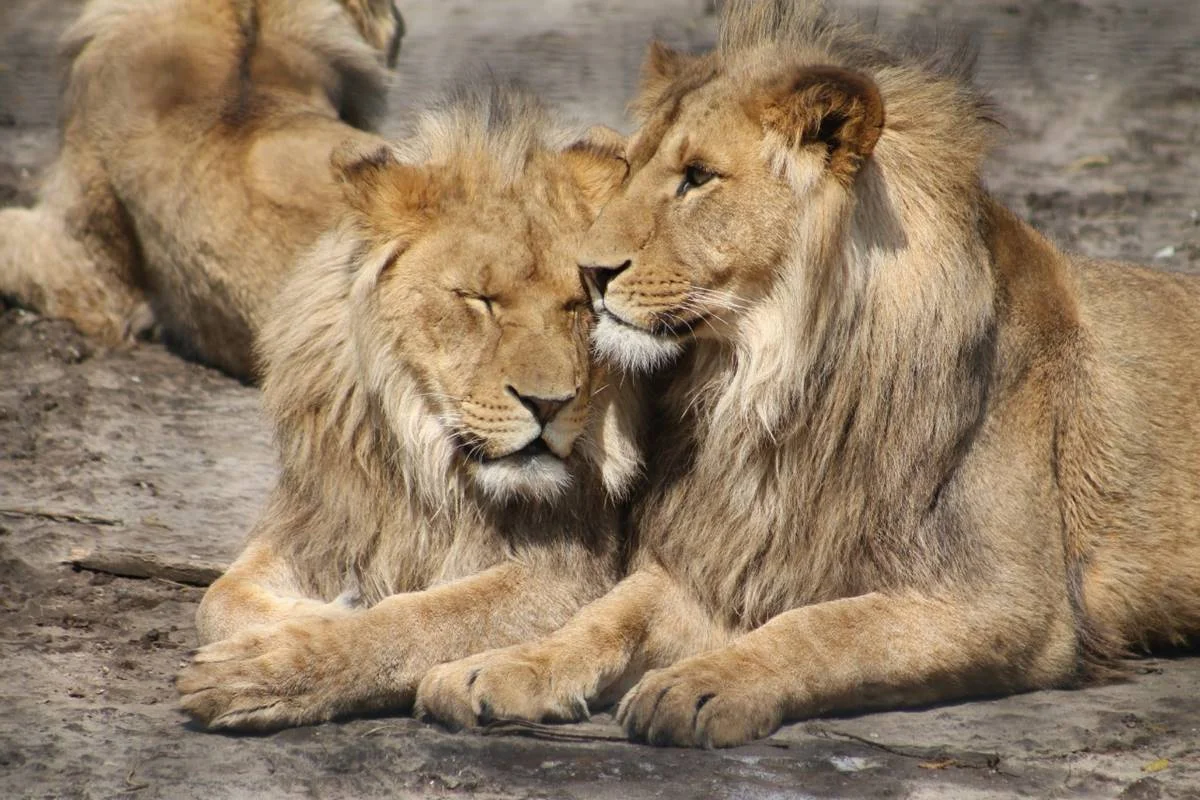 Leão em área de savana