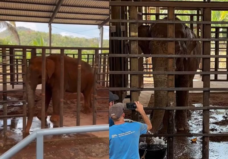 Elefante Sandro joga terra sobre o corpo no santuário