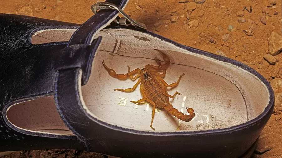 Escorpião dentro de um sapato