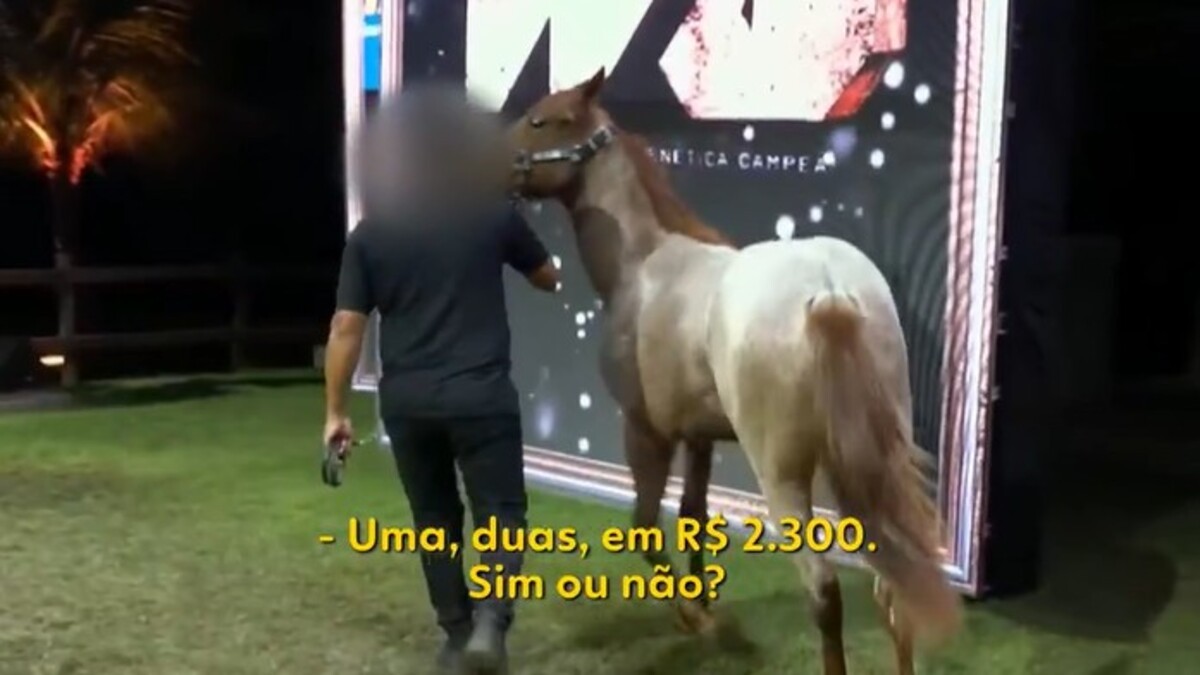 Cavalos de raça associados a investigação sobre lavagem de dinheiro na Paraíba