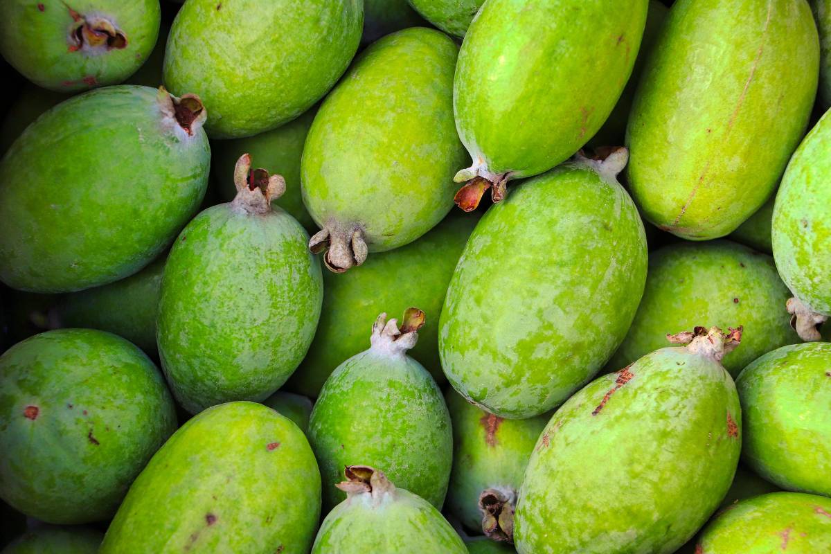 Feijoas verdes maduras agrupadas