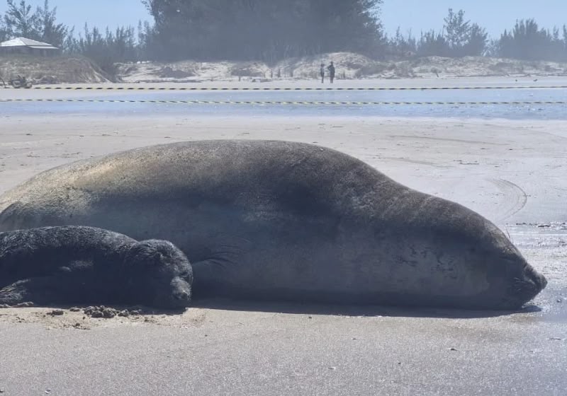 Fêmea de elefante-marinho-do-sul com filhote na areia