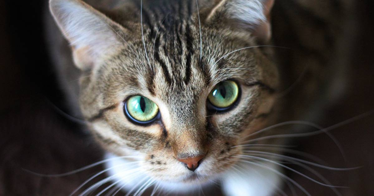 Gato doméstico