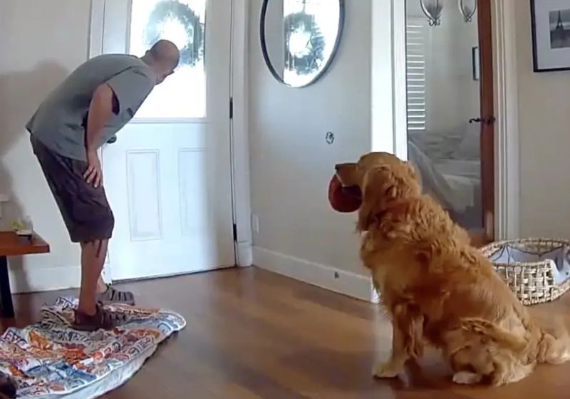Golden retriever Nash com brinquedo na boca