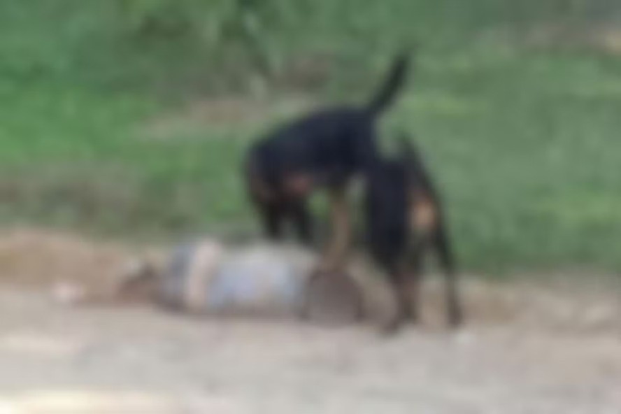 Dois cães da raça rottweiler