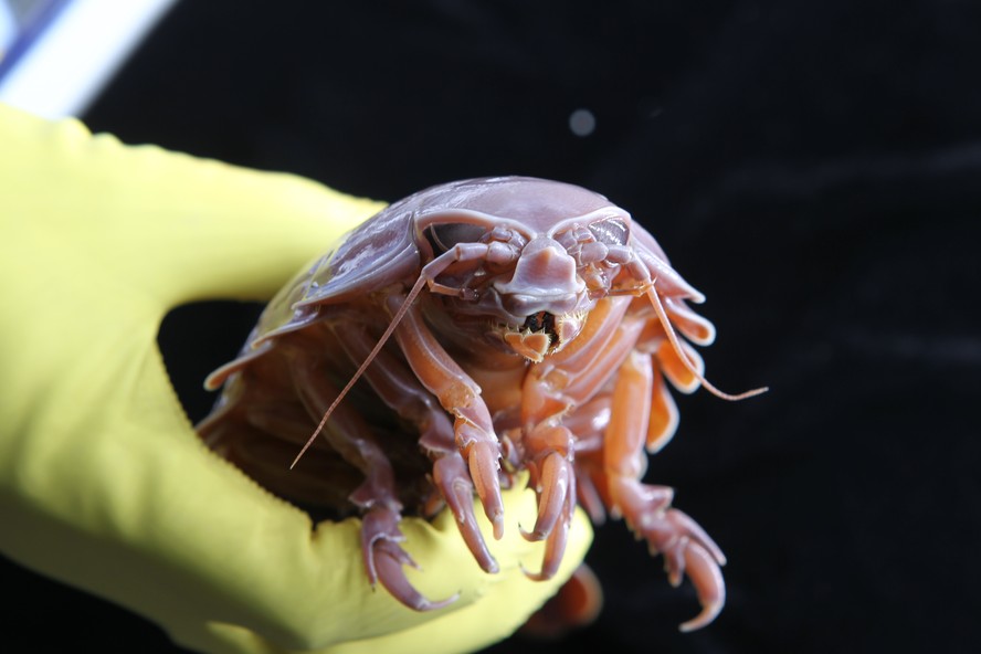 Isópode gigante de águas profundas coletado no oceano na China