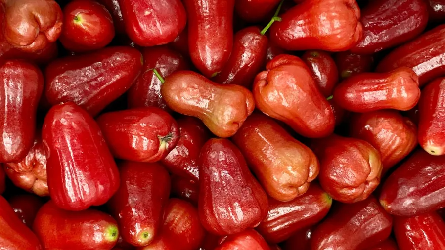 Jambo, fruta rica em água, fibras e antioxidantes